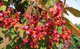 Бересклет плоскочерешковый / Euonymus planipes С20 Н 40-60 - изображение 9