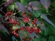 Бересклет плоскочерешковый / Euonymus planipes С20 Н 40-60 - изображение 10