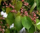 Бересклет Гамильтона / Euonymus hamiltonianus subsp. maackii C10 Pa 100-120 Н150 - изображение 2
