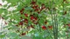 Бересклет плоскочерешковый / Euonymus planipes С20 Н 40-60 - изображение 12