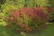 Бересклет Гамильтона / Euonymus hamiltonianus subsp. maackii C10 Pa 100-120 Н150 - изображение 3