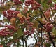 Бересклет Гамильтона / Euonymus hamiltonianus subsp. maackii C10 Pa 100-120 Н150 - изображение 9