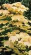 Клен псевдоплатановий Бриллиаантиссиум' / Acer pseudoplatanus 'Brilliantissimum' С10 Ра120 Н 130-140 - изображение 2