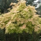 Клен псевдоплатановий Бриллиаантиссиум' / Acer pseudoplatanus 'Brilliantissimum' С10 Ра120 Н 130-140 - изображение 4