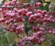 Бересклет Гамильтона / Euonymus hamiltonianus subsp. maackii C10 Pa 100-120 Н150 - изображение 11