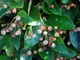 Кизильник блестящий / Cotoneaster lucidus С7.5 /Н 60-80 - изображение 2