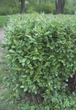 Кизильник блестящий / Cotoneaster lucidus С7.5 /Н 60-80 - изображение 9