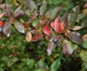Кизильник блестящий / Cotoneaster lucidus С7.5 /Н 60-80 - изображение 10