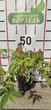 Дейція Расбері Сандей / Deutzia Raspbberry Sundae С3 Н 30-40 - зображення 3