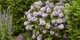 Дейція Расбері Сандей / Deutzia Raspbberry Sundae С3 Н 30-40 - зображення 4