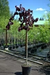 Лещина обыкновенная PURPLE UMBRELLA 'JM 251' PBR/Corylus avellana PURPLE UMBRELLA 'JM 251' С30 / Pa140-160, об - изображение 4