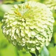 Цінія Лайм Квін Зелений Насіння Florium (726689) - зображення 1