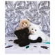 М'яка іграшка HISTOIRE D'OURS Пантера біла 23 см (HO2870) - зображення 2