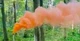 Кольоровий дим для фотосесії Помаранчевий Maxsem MA0511 Orange smoking fountain 60 сек - зображення 4