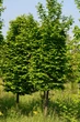Граб обыкновенный/ Carpinus betulus, С7.5/10 Н120-140 - изображение 1