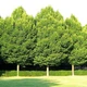 Граб обыкновенный/ Carpinus betulus, С7.5/10 Н120-140 - изображение 4