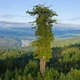 Секвоя вічнозелена / Sequoia sempervirens С7.5 Н 30-40 - зображення 3
