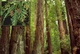 Секвоя вічнозелена / Sequoia sempervirens С7.5 Н 30-40 - зображення 4