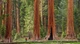 Секвоя вічнозелена / Sequoia sempervirens С7.5 Н 30-40 - зображення 5