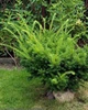 Тис середній 'Densiformis' / Taxus media 'Densiformis' С2, Н 10-15 - зображення 1