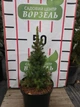 Ель канадская Коника Спиди / Picea glauca "Conica Speedy" С3 /Н 20-30 - изображение 1