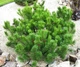 Сосна гірська Мугус / Pinus mugo Mughus С7.5 Н 20-30 - зображення 2
