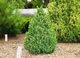 Ель канадская Коника Спиди / Picea glauca "Conica Speedy" С3 /Н 20-30 - изображение 5