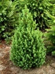 Ель канадская Коника Спиди / Picea glauca "Conica Speedy" С3 /Н 20-30 - изображение 6