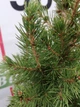 Ель канадская Коника Спиди / Picea glauca "Conica Speedy" С3 /Н 20-30 - изображение 8