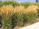 Вейник остроцветочный Карл Фоерстер/Calamagrostis acutiflora Karl Foerster С3, Н 90-180 - изображение 2