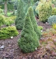 Ель канадская Коника Спиди / Picea glauca "Conica Speedy" С3 /Н 20-30 - изображение 14