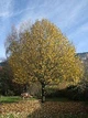 Липа дрібноли́ста Pevé Kronenberg' /Tilia cordata 'Pevé Kronenberg' С20 /Ра120 - зображення 1
