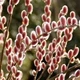 Ива тонкостолбиковая Маунт Асо / Salix gracilistyla Mount Aso, С3, 30-40см. - изображение 1