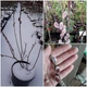 Ива тонкостолбиковая Маунт Асо / Salix gracilistyla Mount Aso, С3, 30-40см. - изображение 5