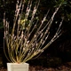 Ива тонкостолбиковая Маунт Асо / Salix gracilistyla Mount Aso, С3, 30-40см. - изображение 6