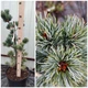 Сосна біла японська 'Schoon's Bonsai'/ Pinus parviflora 'Schoon's Bonsai' С45 /Н 60-70 - зображення 2