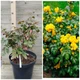 Магония падуболистная / Mahonia aquifolium С10 Н 40-50 - изображение 4