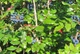 Магония падуболистная / Mahonia aquifolium С10 Н 40-50 - изображение 9