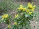 Магония падуболистная / Mahonia aquifolium С10 Н 40-50 - изображение 12