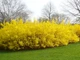 Форзиция корейская Комсан / Forsythia koreana Kumson С3, H 40 см - изображение 8