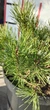 Сосна гірська Мугус / Pinus mugo Mughus С7.5 Н 20-30 - зображення 6
