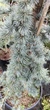 Кедр ліванський 'Glauca' /Cedrus libani 'Glauca' С25 / Н 120-140 - зображення 3