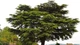 Кедр ліванський 'Glauca' /Cedrus libani 'Glauca' С25 / Н 120-140 - зображення 5