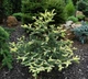 Ялиця іспанська Aurea / Abies pinsapo Aurea С3 Н20 - зображення 3