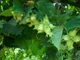 Лещина обыкновенная / Corylus avellana С5 /Н 60-90 - изображение 6