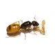 Экзотические золотые муравьи (Camponotus Fedtschenkoi) для муравьиной фермы с кормами - изображение 2