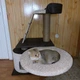 Стильный кошачий комплекс когтеточка с домиком гамак котикам Лапушка 3 85х60х40см коричнево белый - изображение 4