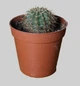 Echinopsis Eyriesii ⌀35 h35 - изображение 1