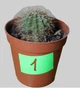 Echinopsis Eyriesii ⌀35 h35 - изображение 2