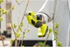 Секатор Ryobi ONE+ RY18SCA-0 (5133005024) - зображення 3